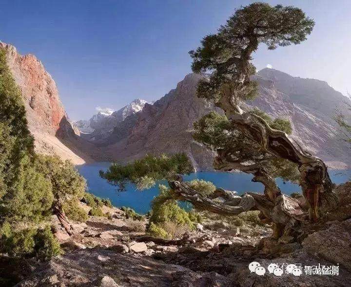 盆景的审美止于自然