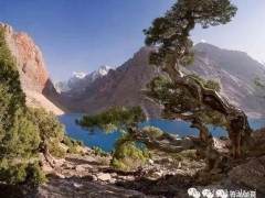 盆景的审美止于自然