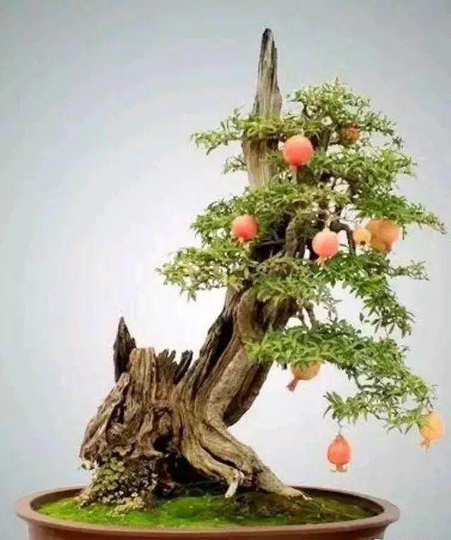 石榴盆景的造型原则