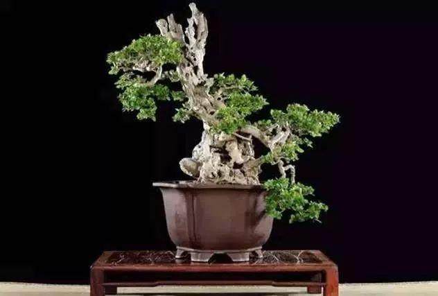 你就是这样把盆景浇水死的吗?