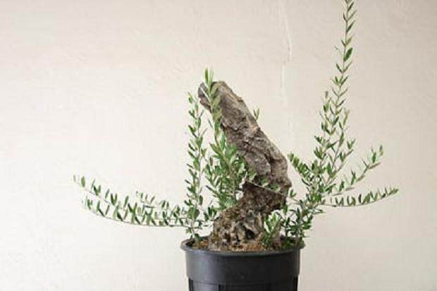 对橄榄盆景怎么盘扎的工作过程 图片