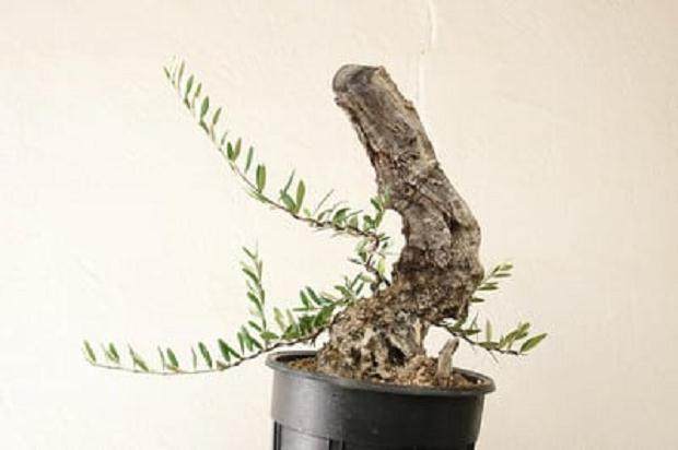 对橄榄盆景怎么盘扎的工作过程 图片