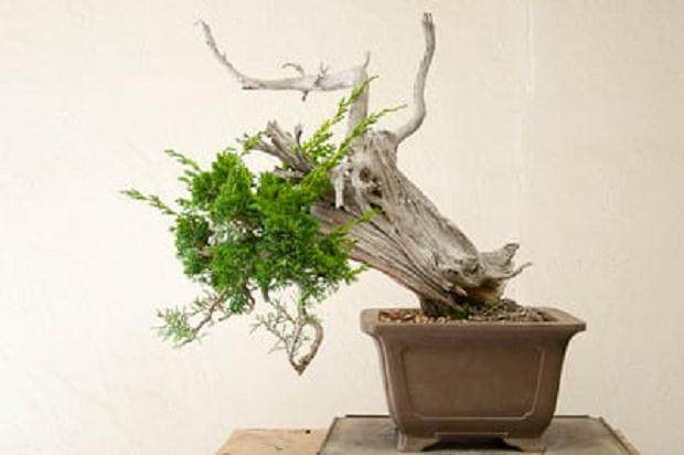 嫁接犹他杜松盆景 - 如何修剪原来的叶子