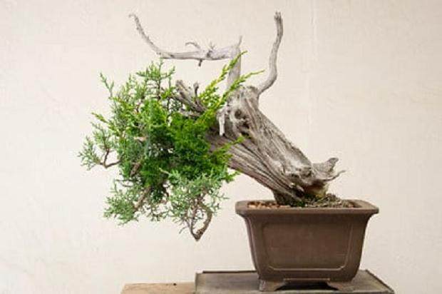 嫁接犹他杜松盆景 - 如何修剪原来的叶子