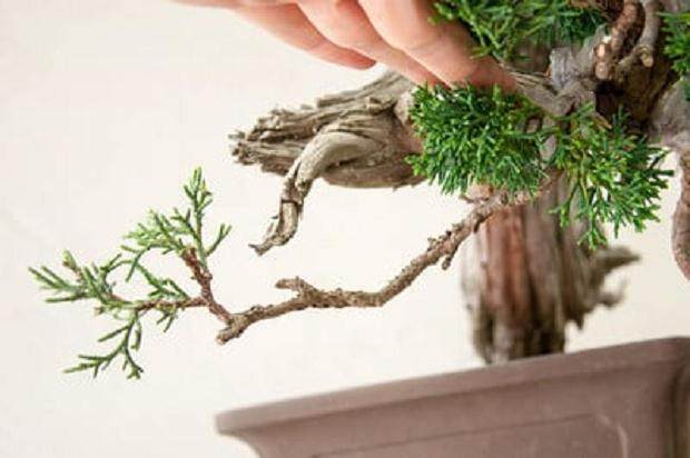 嫁接犹他杜松盆景 - 如何修剪原来的叶子