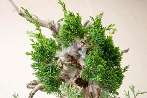 嫁接胶带和遗留的嫁接袋