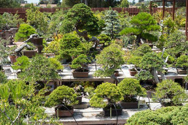 访问湾岛盆景协会