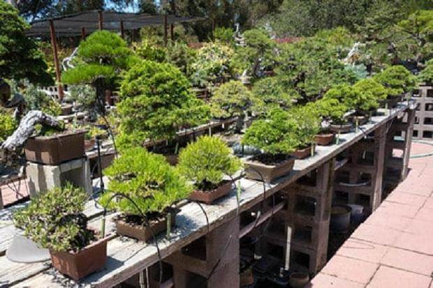 访问湾岛盆景协会