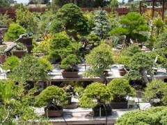 访问湾岛盆景协会