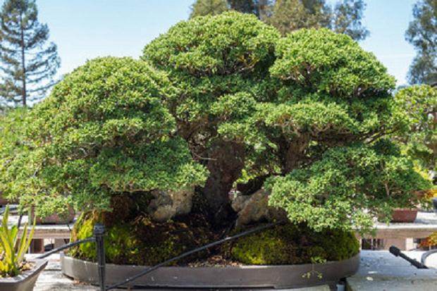 访问湾岛盆景协会