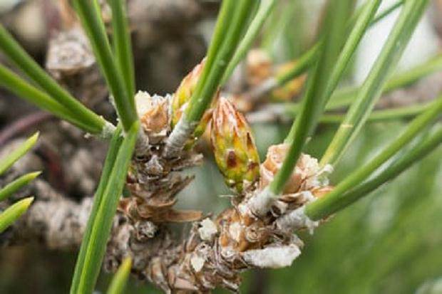 如何在夏季修剪盆景树芽 图片