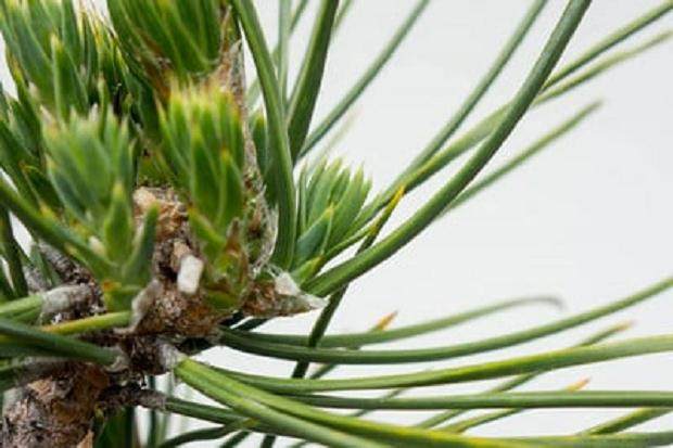 如何在夏季修剪盆景树芽 图片