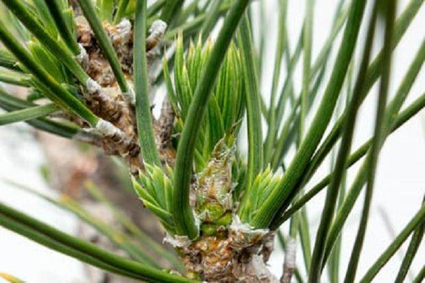 如何在夏季修剪盆景树芽 图片