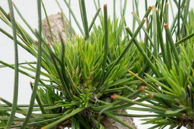 如何在夏季修剪盆景树芽 图片