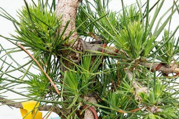 如何在夏季修剪盆景树芽 图片
