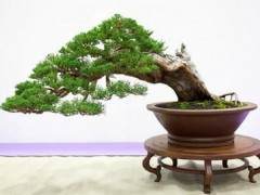 红木帝国盆景协会第31届年度秀