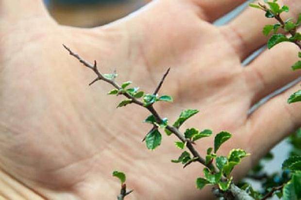 日本开花的木瓜盆景 - 长寿梅