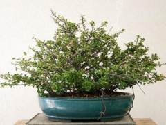 日本开花的木瓜盆景 - 长寿梅