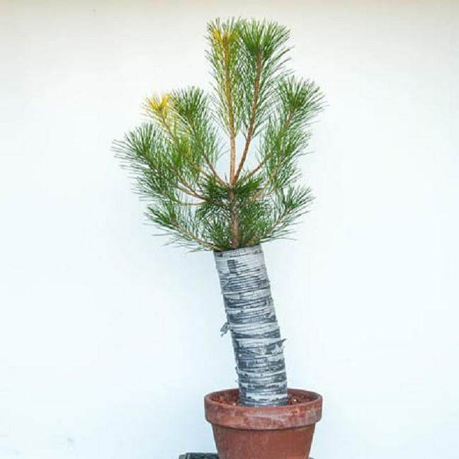 图解 如何制作露根松树盆景的3个步骤