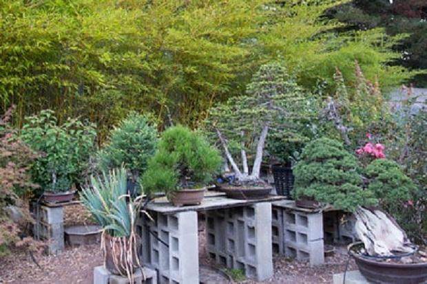 参观旧金山的鹿草甸盆景