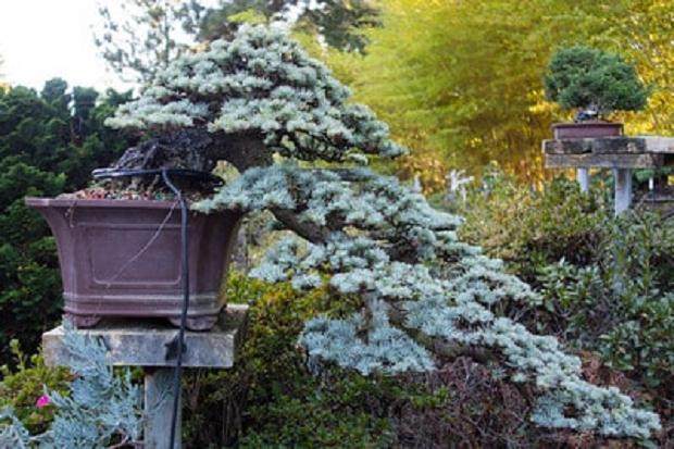 参观旧金山的鹿草甸盆景