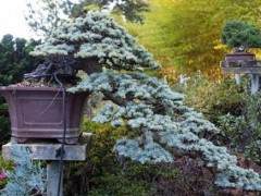 参观旧金山的鹿草甸盆景