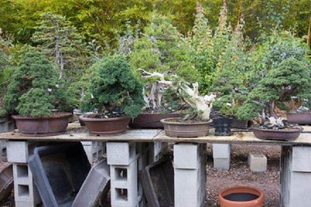 参观旧金山的鹿草甸盆景