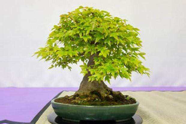 红木帝国盆景协会第31届年度展会