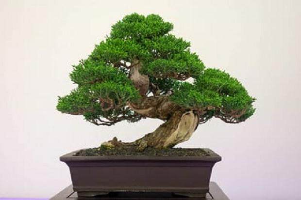 红木帝国盆景协会第31届年度展会