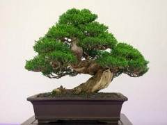 红木帝国盆景协会第31届年度展会