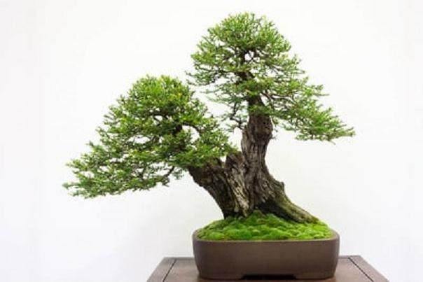 来自红木帝国盆景协会第31届年度展的更多亮点