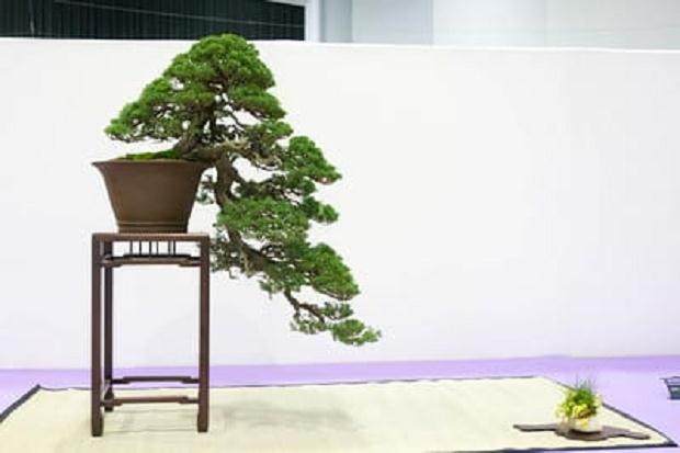 红木帝国盆景协会第31届年度展会