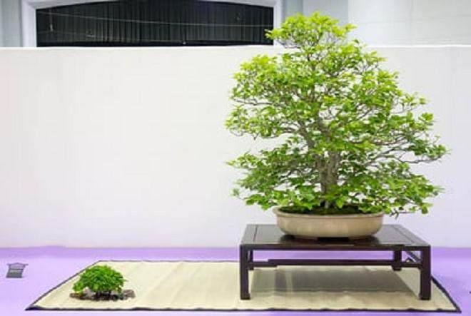 红木帝国盆景协会第31届年度展会