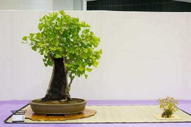 红木帝国盆景协会第31届年度展会