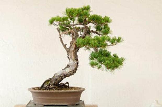 图解 如何修剪白松盆景的5个步骤
