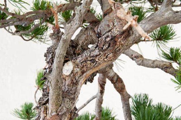 图解 如何修剪白松盆景的5个步骤