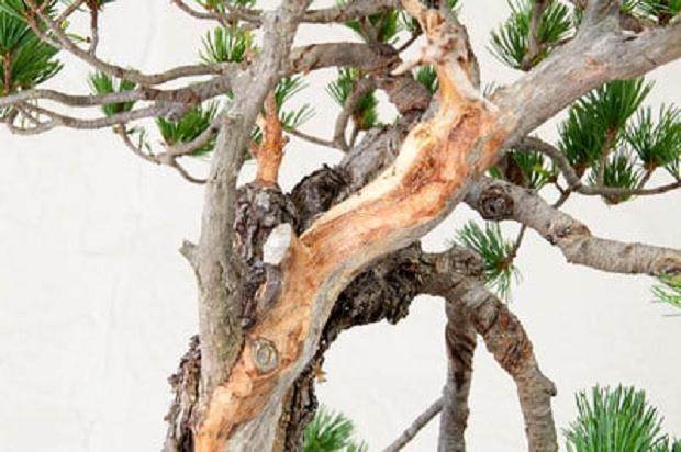 图解 如何修剪白松盆景的5个步骤