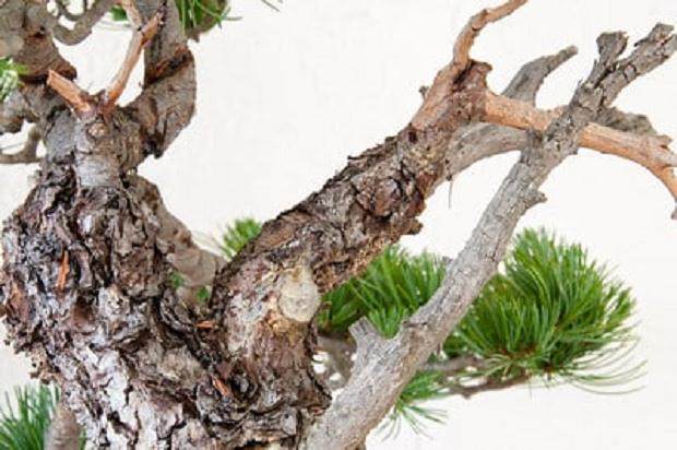 图解 如何修剪白松盆景的5个步骤