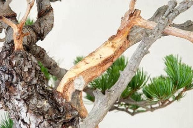 图解 如何修剪白松盆景的5个步骤