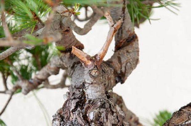 图解 如何修剪白松盆景的5个步骤