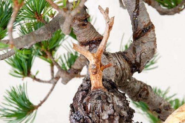 图解 如何修剪白松盆景的5个步骤