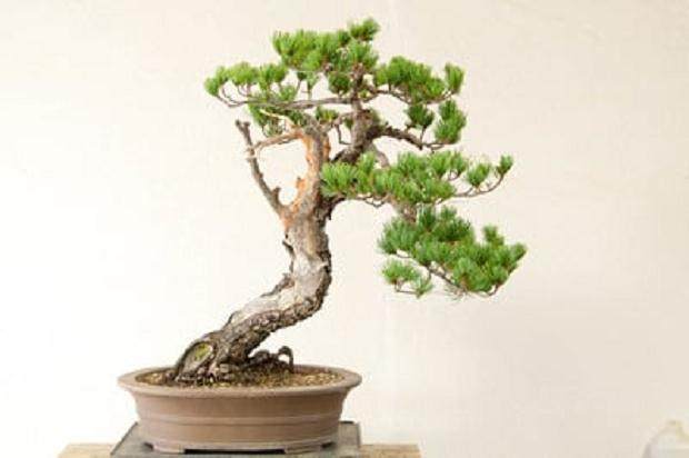 图解 如何修剪白松盆景的5个步骤