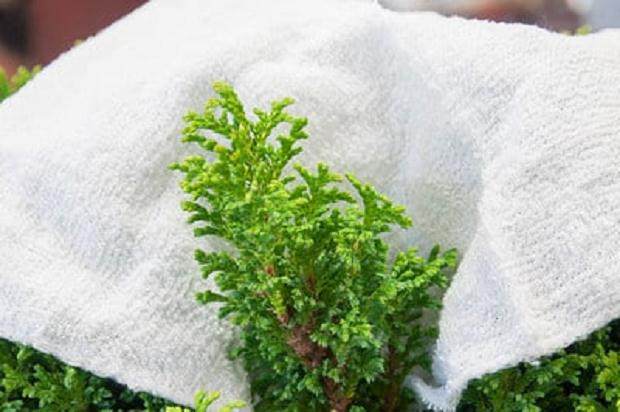 对矮人萨瓦拉柏树盆景的修剪