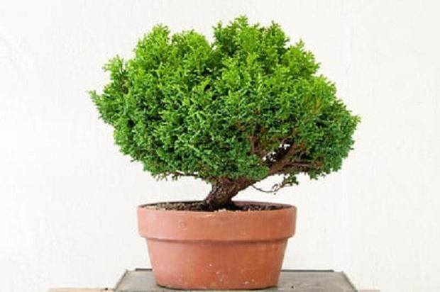 对矮人萨瓦拉柏树盆景的修剪