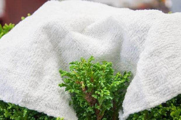 对矮人萨瓦拉柏树盆景的修剪