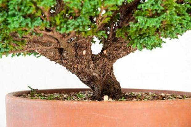 对矮人萨瓦拉柏树盆景的修剪