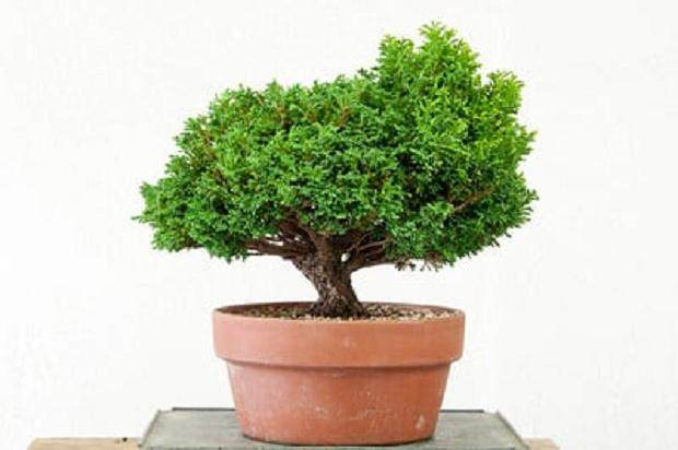 对矮人萨瓦拉柏树盆景的修剪