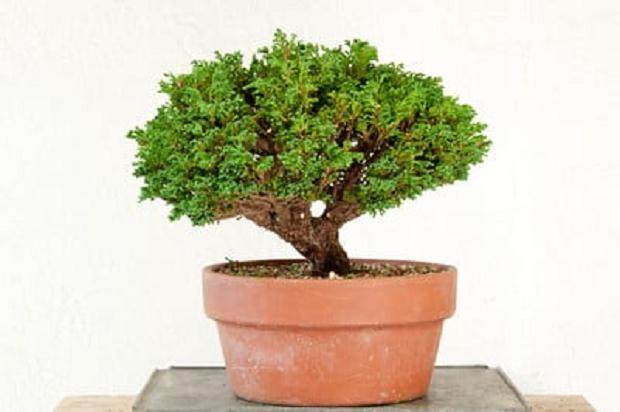 对矮人萨瓦拉柏树盆景的修剪