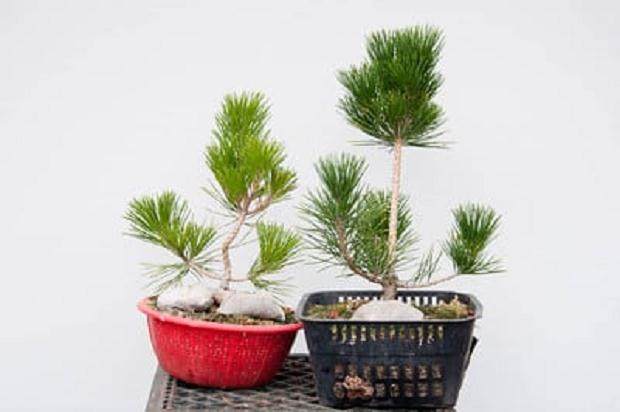 在秋天如何给盆景施肥?