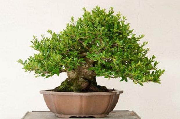 冬青盆景怎么修剪管理的方法